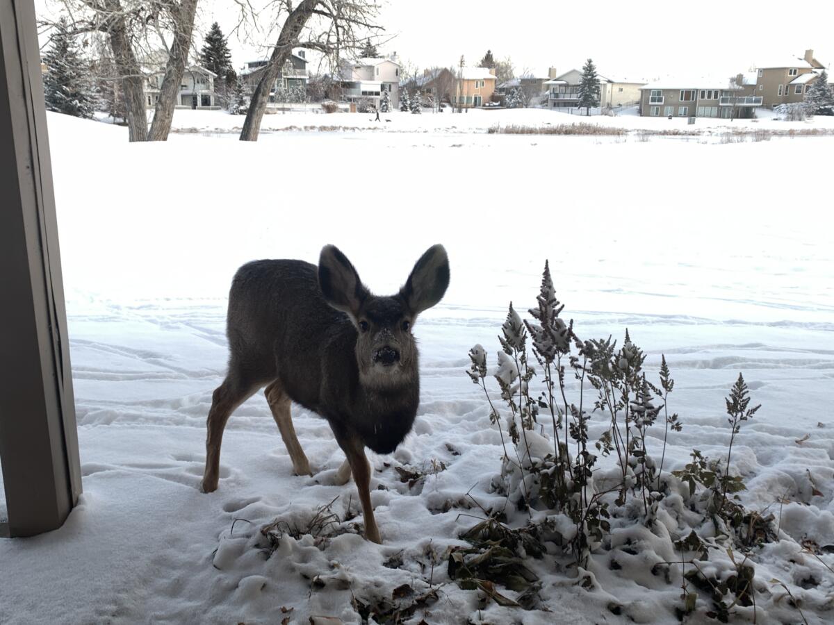 Mule deer at Shawn Selanders' back door in High River, Alberta — overlooking Highwood Golf Course
