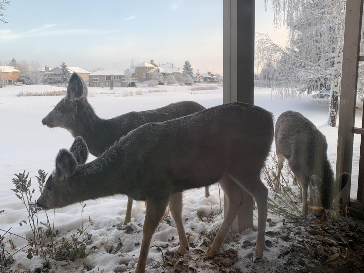 Deer at Shawn Selanders' home office in High River, Alberta — overlooking Highwood Golf Course