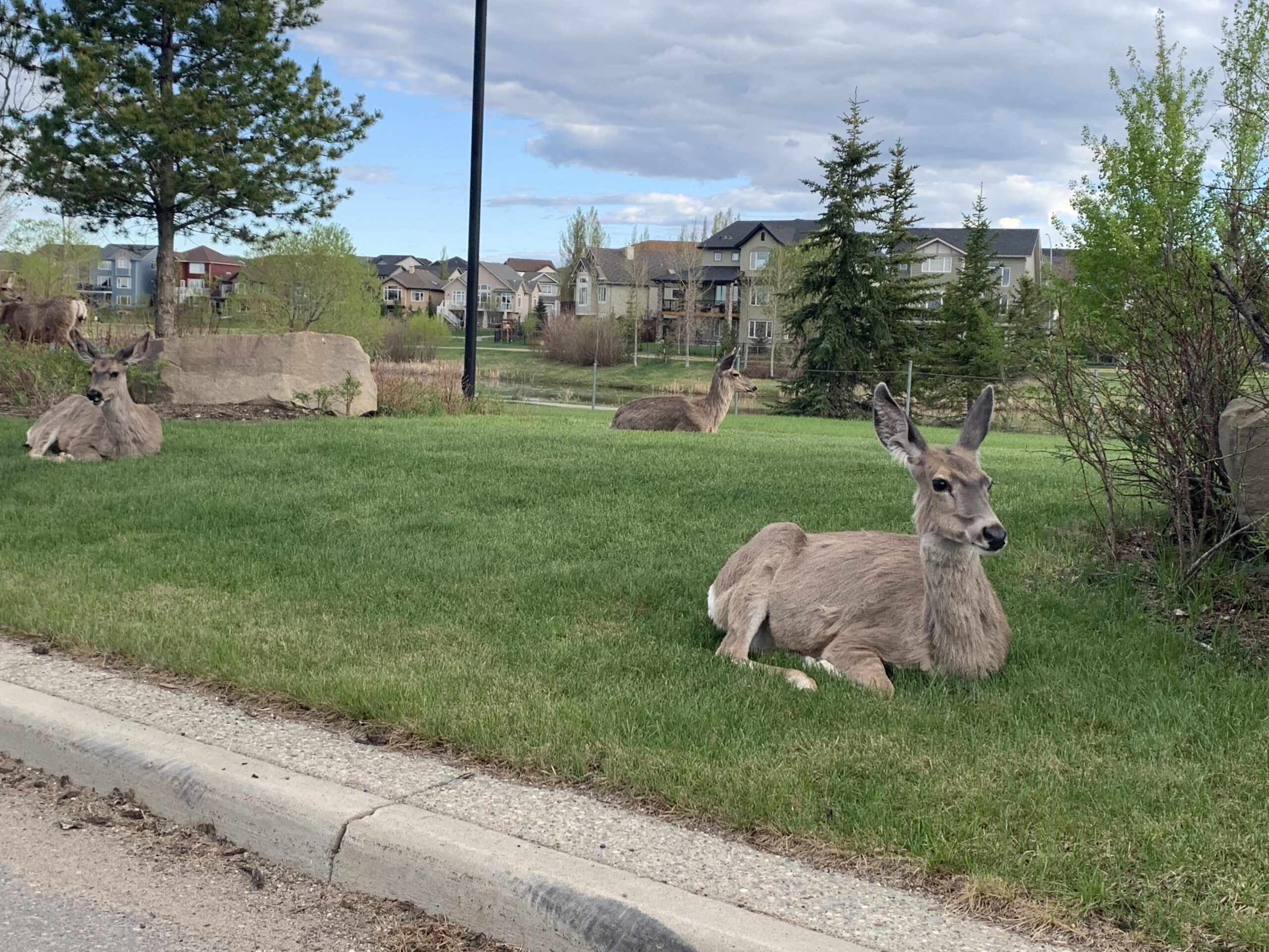 Deer relaxing in an Okotoks residential neighbourhood — wildlife is part of daily life